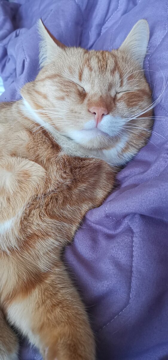 Коты фото 18 Миллион фотографий котика Котика ч 33 Пикабу Дзен