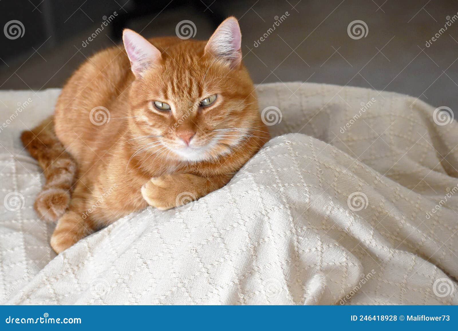 Коты фото 18 Рыжий кот в доме - Вопросы и ответы