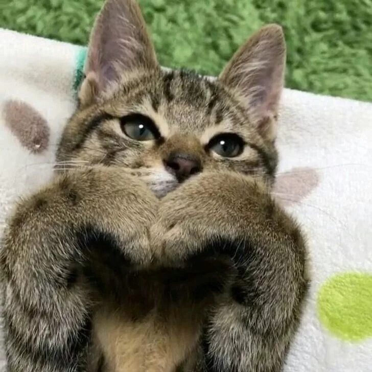 Коты фото 18 20 кошачьих фото, которые запросто взломают ваше сердечко Fotos con gatos, Gatos