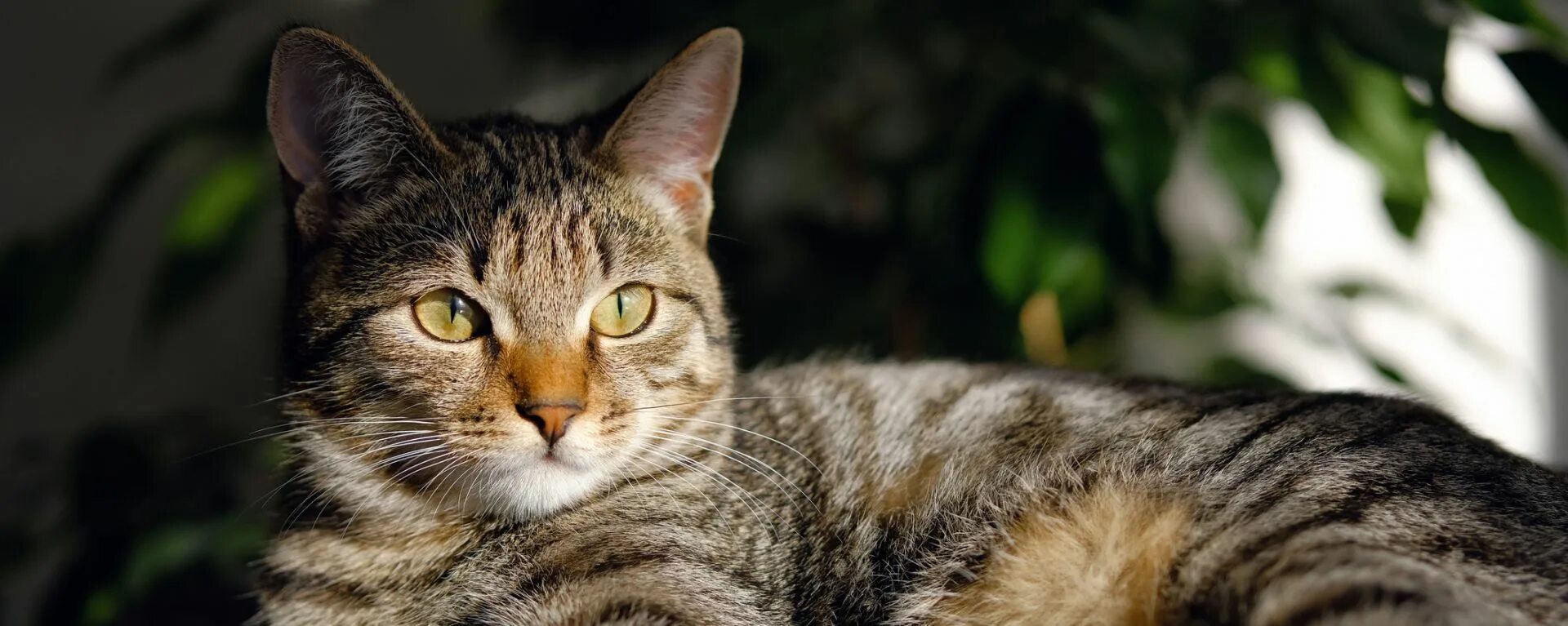Коты фото 18 Стоматит у кошек - симптомы, лечение, причины