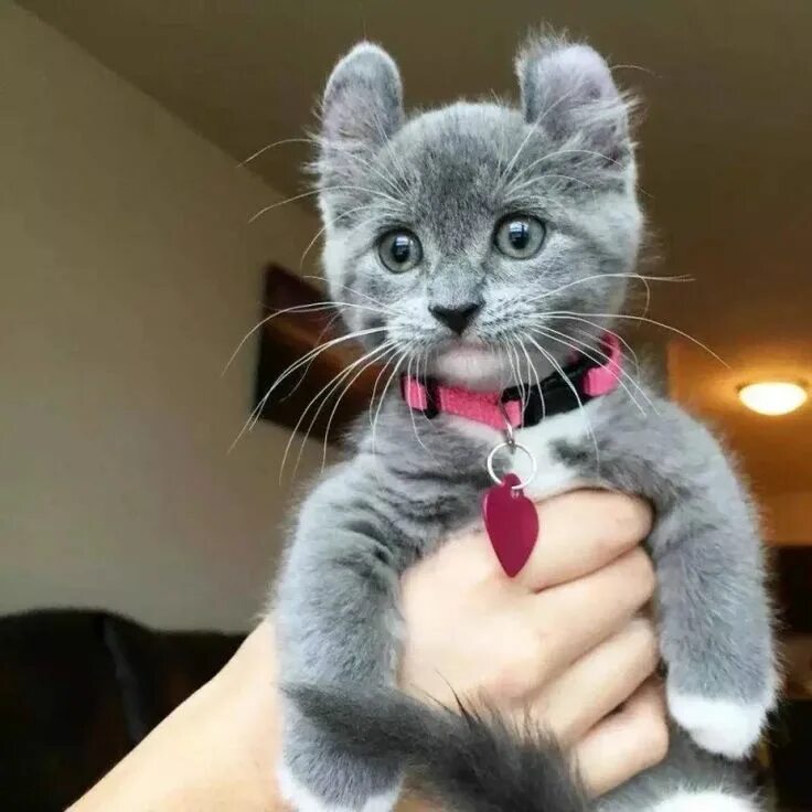 Коты фото красивые и смешные Pin by Oksana Lerman on Cats Funny cat pictures, Kittens cutest, Cute cats
