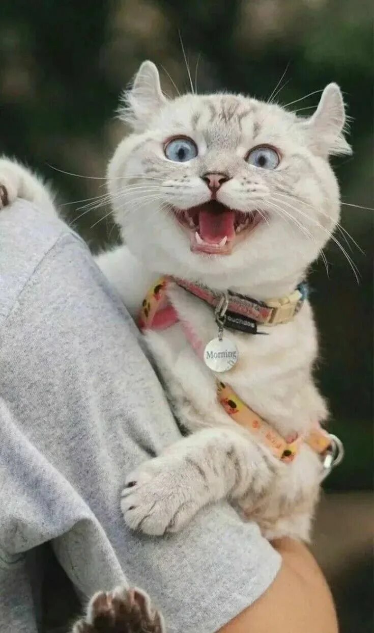 Коты фото красивые и смешные Довольная кошечка с поводком & Забавные кошки & Фото МУРЧИМ.РФ Cute cats, Beauti