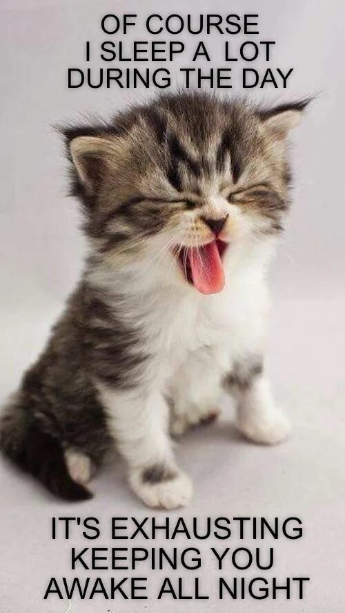 Коты фото красивые и смешные another cat mystery bites the dust Kittens cutest, Funny animals, Cute baby cats