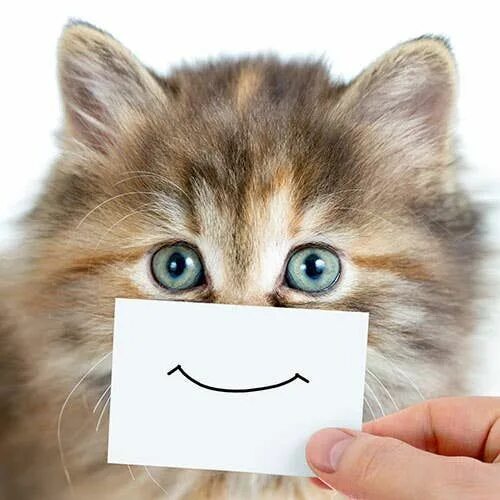Коты фото надпись 15 Cats Who Are Cheesing It Up For You Милые тексты, Надписи, Милые открытки