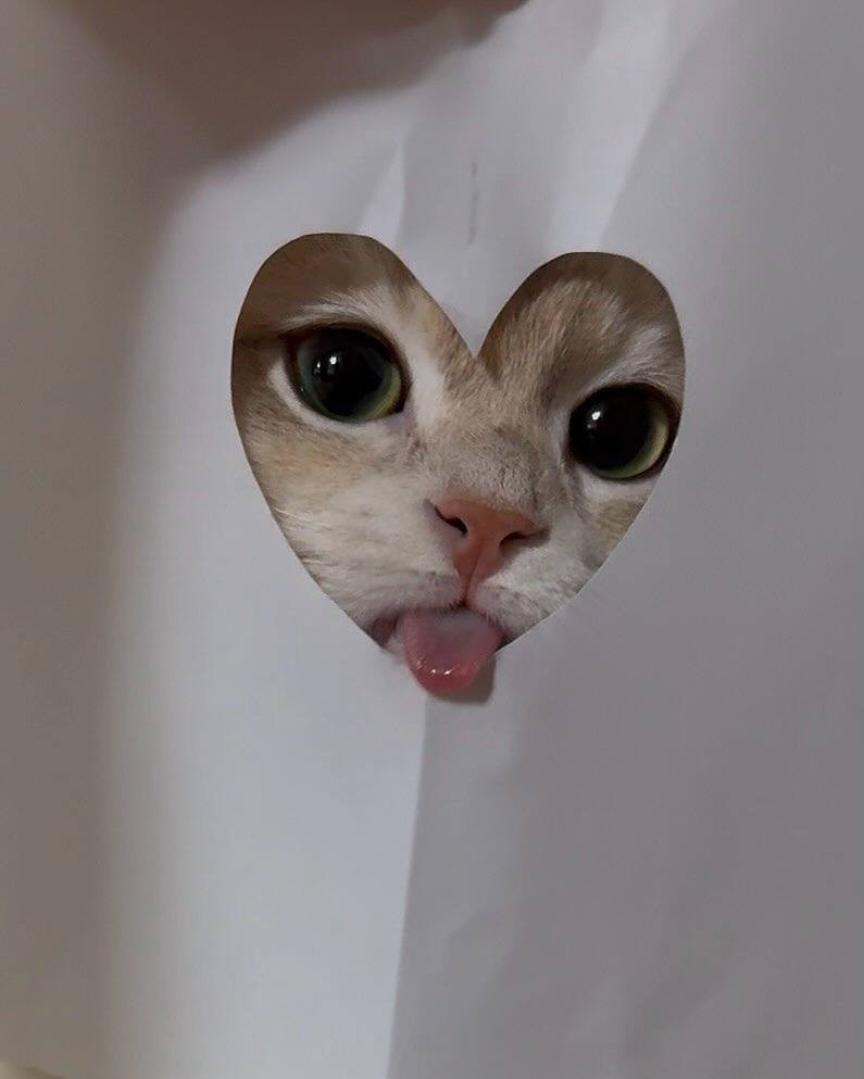 Коты фото надпись Создать мем "людей, кот с языком, очаровательные котята" - Картинки - Meme-arsen