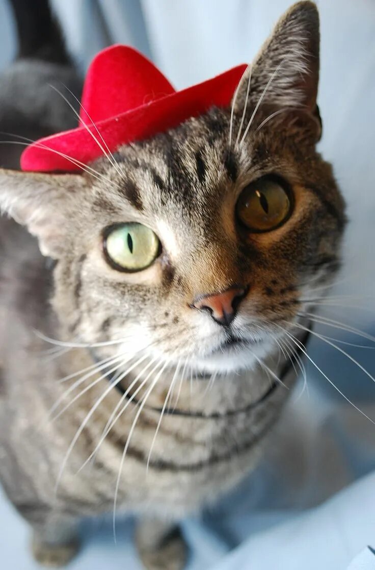 Коты фото см Red Cowboy Cat - Cute Cats in Hats Cute cats, Cat hat, Cats
