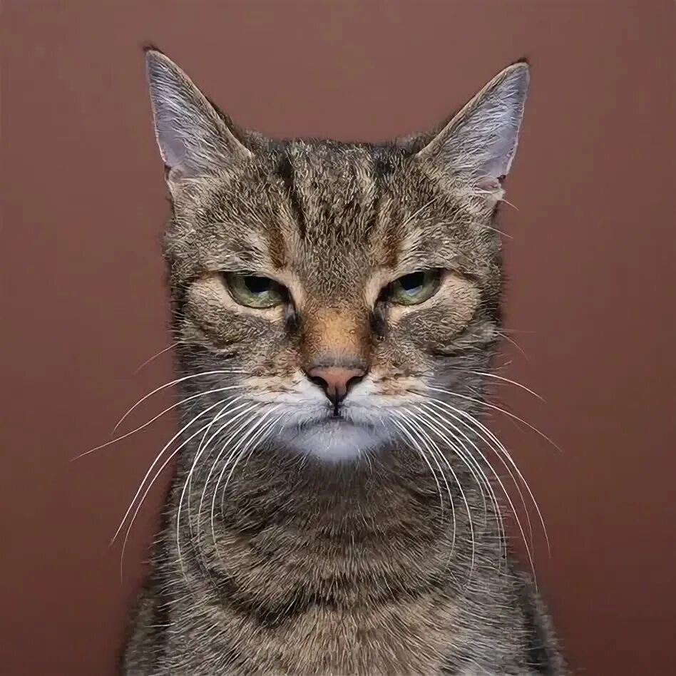 Коты фото см Top 10 cat face photography ideas and inspiration