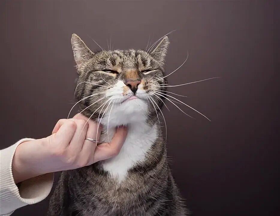 Коты фото см "Pet And Owner" Изображения: просматривайте стоковые фотографии, векторные изобр