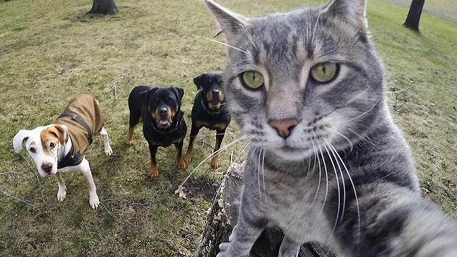 Коты фото см Королевский мышелов и звезда соцсетей: восемь знаменитых кошек Фотогалереи