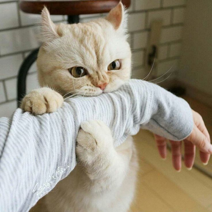Коты фото смешные и милые Месть, жесть, честь! Котята, Милые котики, Товары для животных