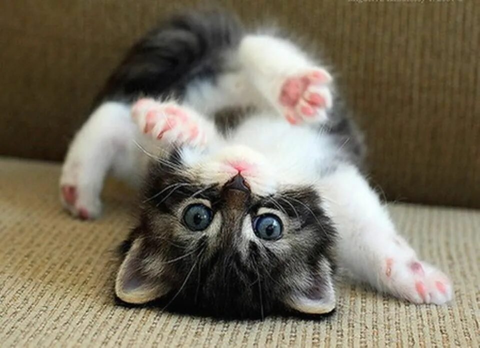 Коты фото смешные и милые precious Kittens cutest, Cute baby animals, Cute animals