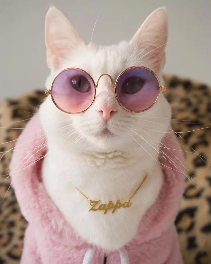 Коты фото смешные и милые Zappa the Instagram Model Cat Is Inspired by Gigi Hadid and Has the Closet to Pr