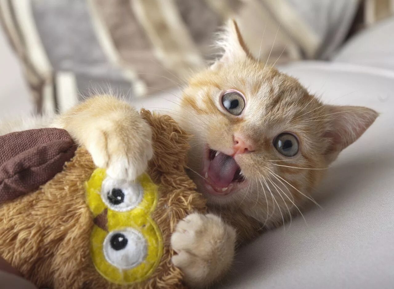 Коты фото смешные и милые awwww! Cute! Pets cuddling, Funny cats and dogs, Cats