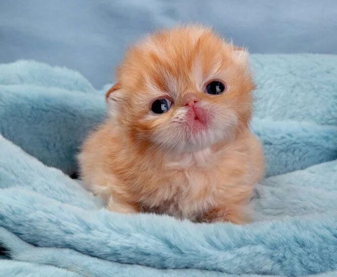 Коты фото смешные и милые Cute Kittens Photo: aren't they cute? Kittens cutest baby, Baby animals pictures