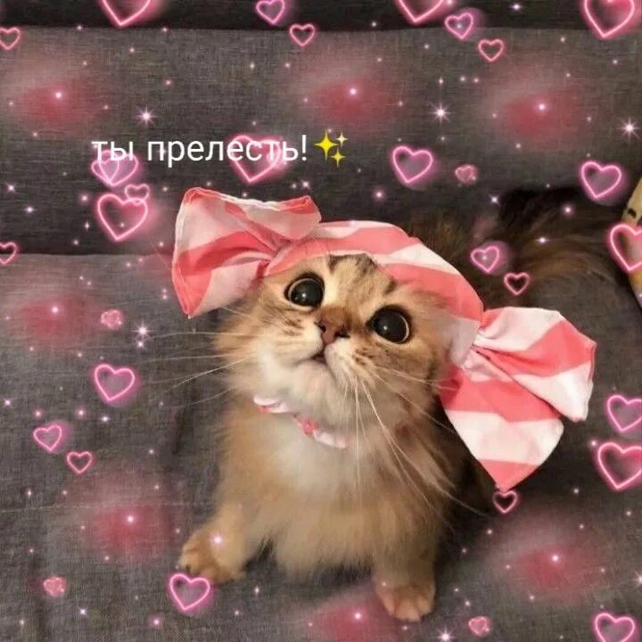 Коты фото смешные и милые Пин от пользователя алтухов эдуард на доске Быстрое сохранение Милые котики, Кош