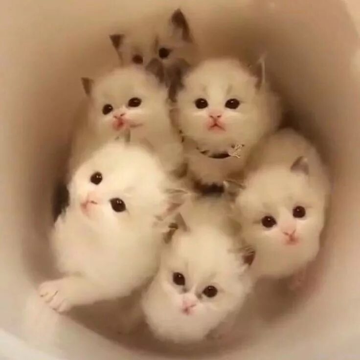 Коты фото смешные и милые Pin on котики