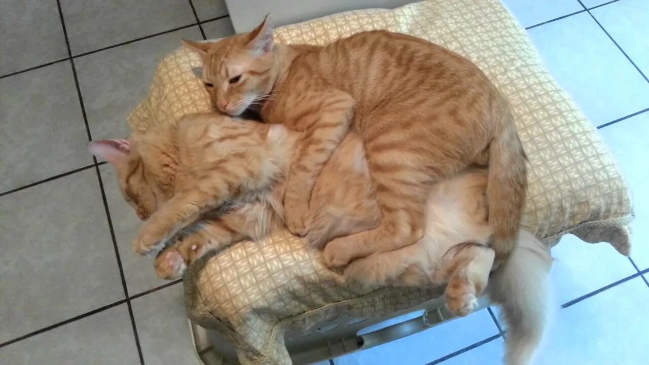 Коты геи фото Gay cats - YouTube
