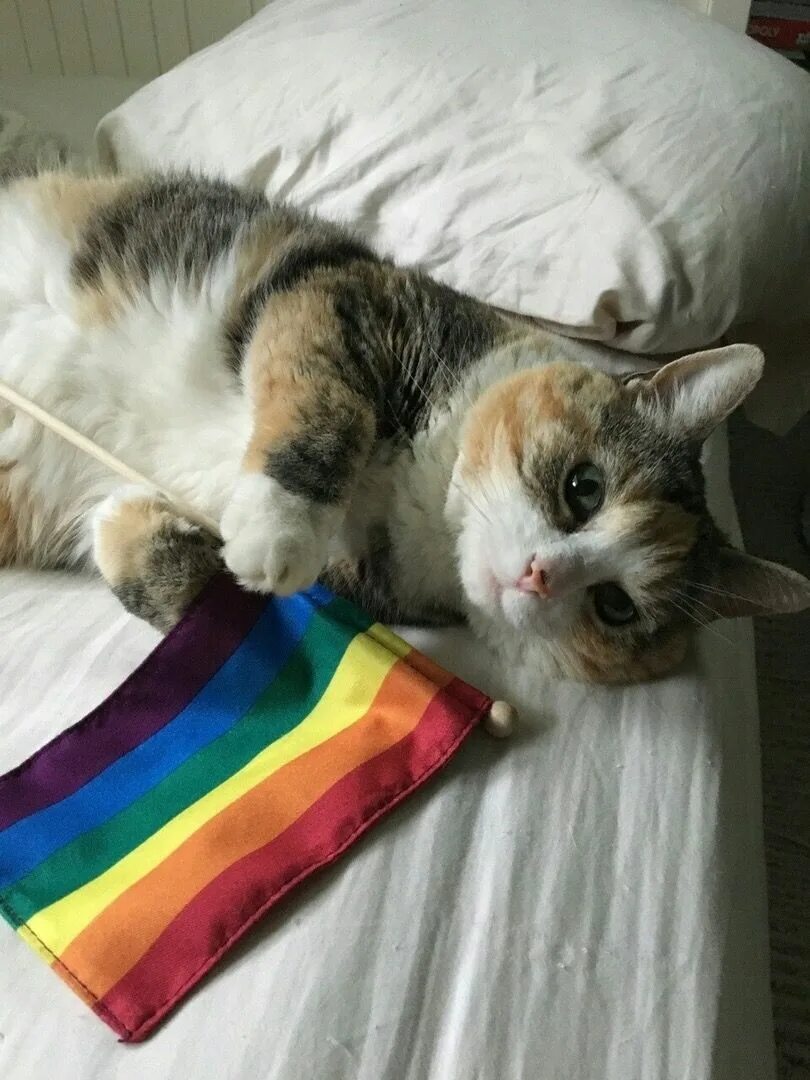 Коты геи фото Pin on cats
