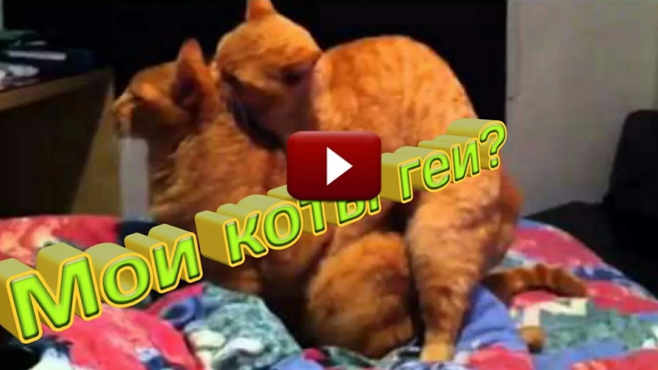 Коты геи фото Мои коты геи - YouTube