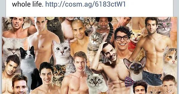 Коты геи фото Lady Imgurian? one of us? - Imgur
