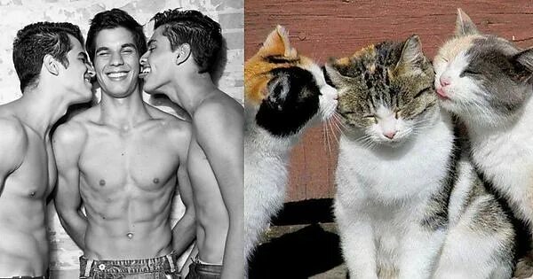 Коты геи фото Happy Valentine's Day! - Imgur