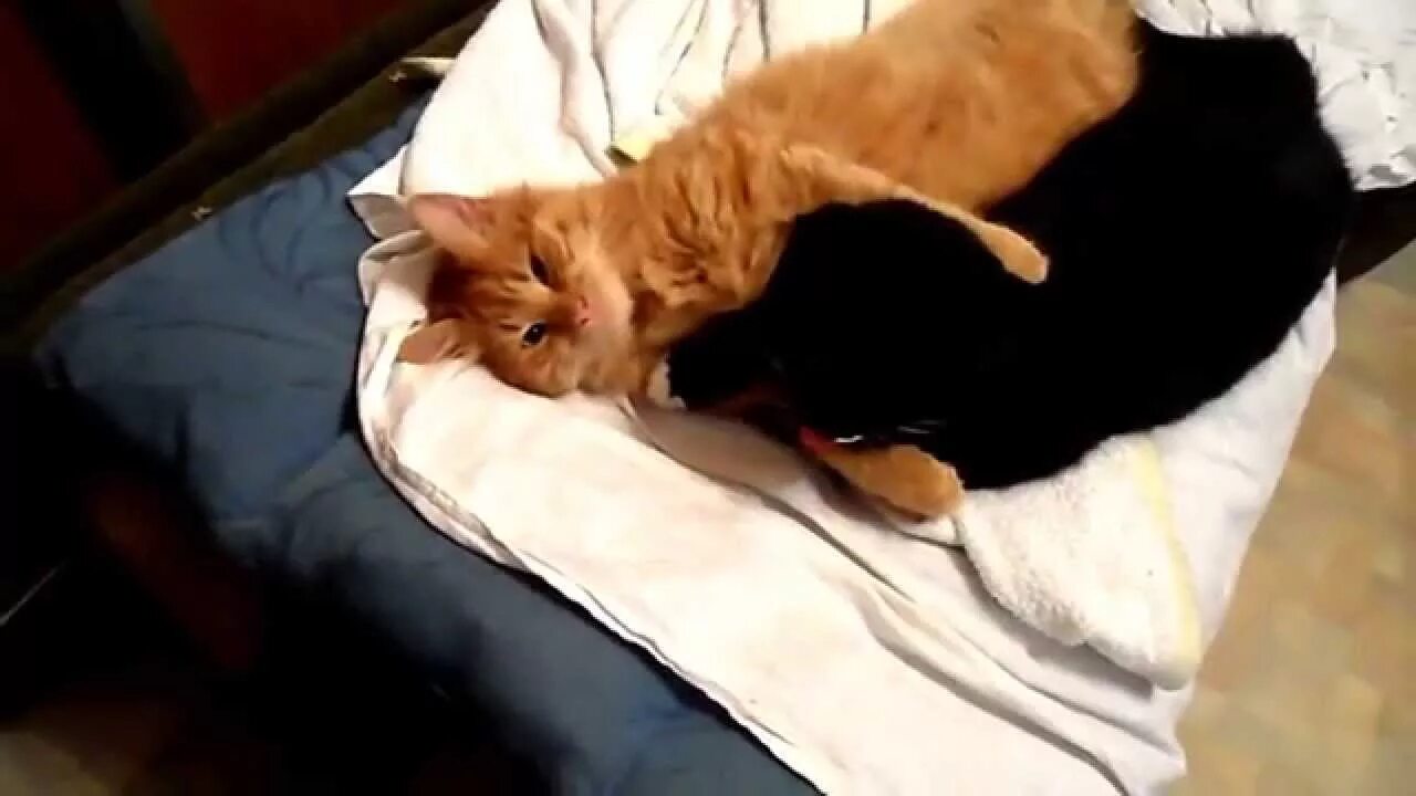 Коты геи фото Two funny gay cats kissing and hugging 2/Смешные коты-геи показывают язык натура