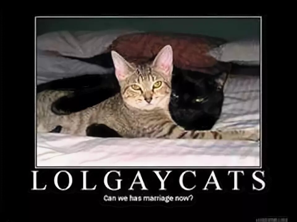 Коты геи фото Slunt - My Cat's Gay - YouTube