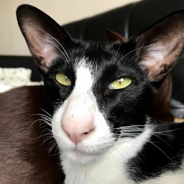 Коты грузины фото как называется Image result for oriental shorthair Oriental shorthair cats, Oriental shorthair,