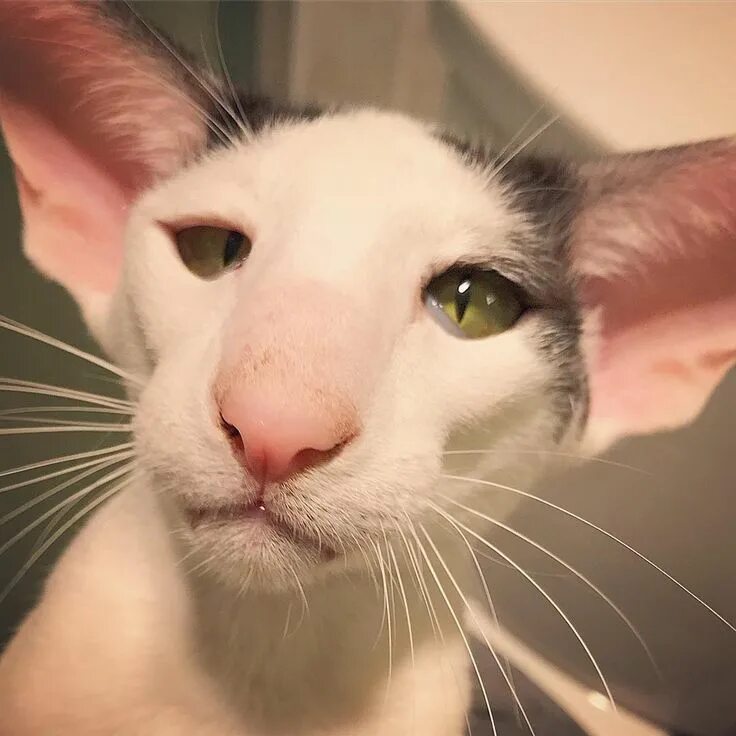 Коты грузины фото как называется Pin by Hannah Bowers on cat crazy Dobby cat, Silly cats, Cat photo