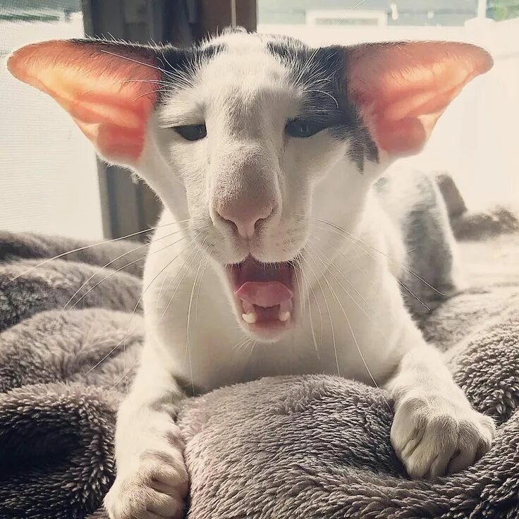 Коты грузины фото как называется Пин от пользователя Avrtatiana на доске Cats ❤ Кошки, Собаки, Кошачьи фотографии