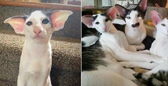 Коты грузины фото как называется These Cats Look Like Dobby from "Harry Potter"!