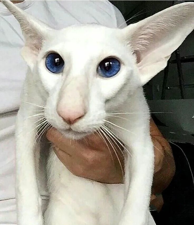 Коты грузины фото как называется https://www.facebook.com/DougMarkProductions/ Самые милые животные, Милые котики