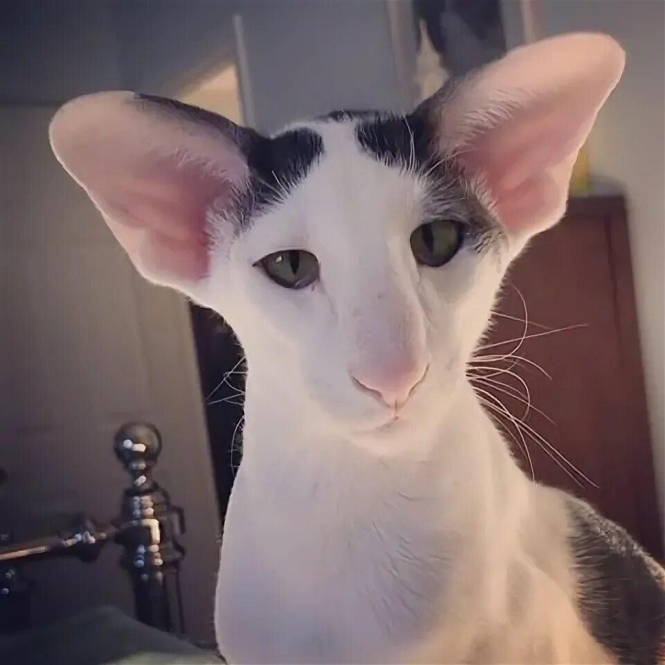 Коты грузины фото как называется @jessbaelish - If Adam Driver was a cat. Cats, Oriental cat, Cool cats