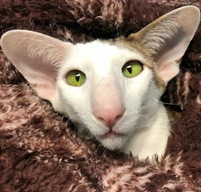 Коты грузины фото как называется Épinglé sur Pets