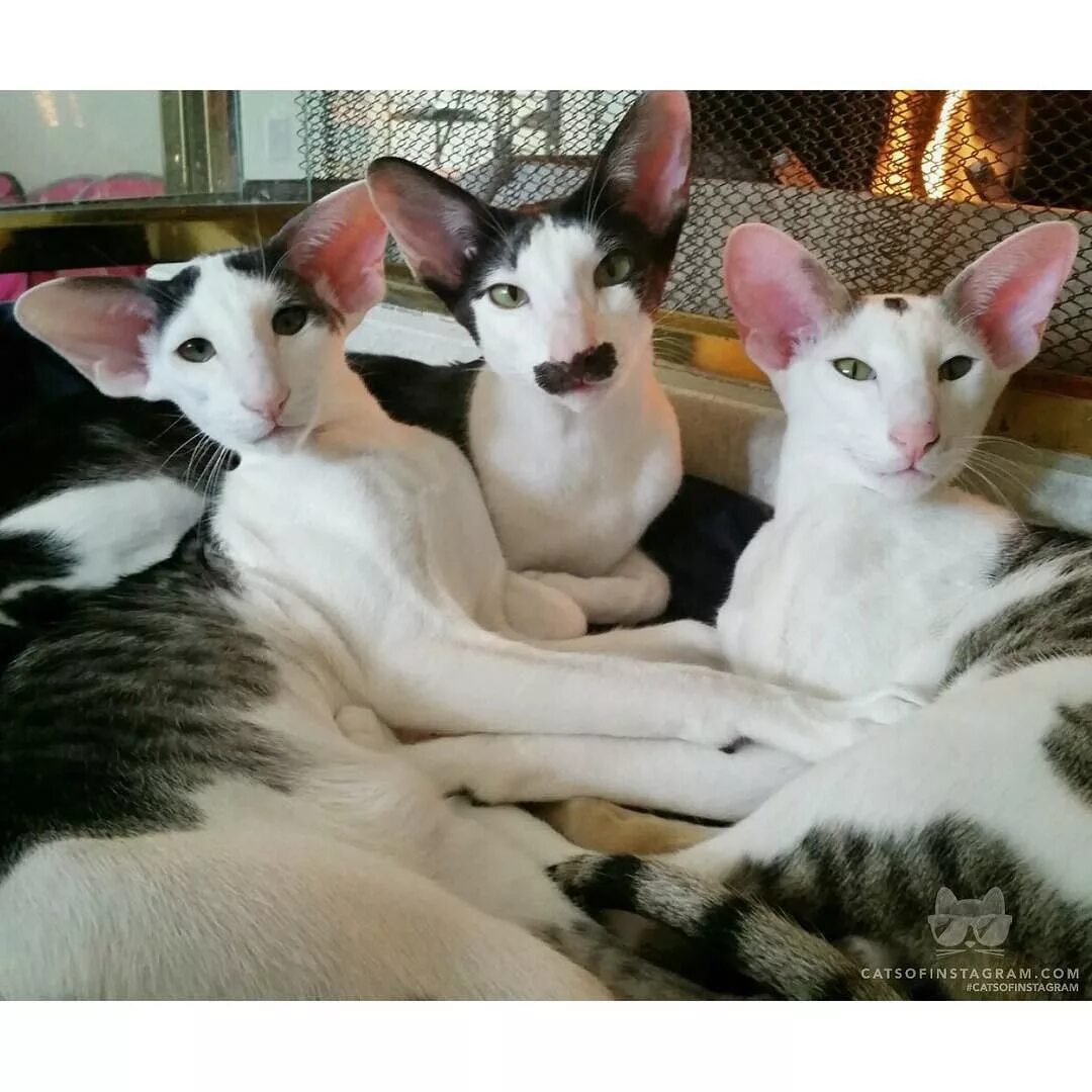 Коты грузины фото как называется Épinglé sur Photos