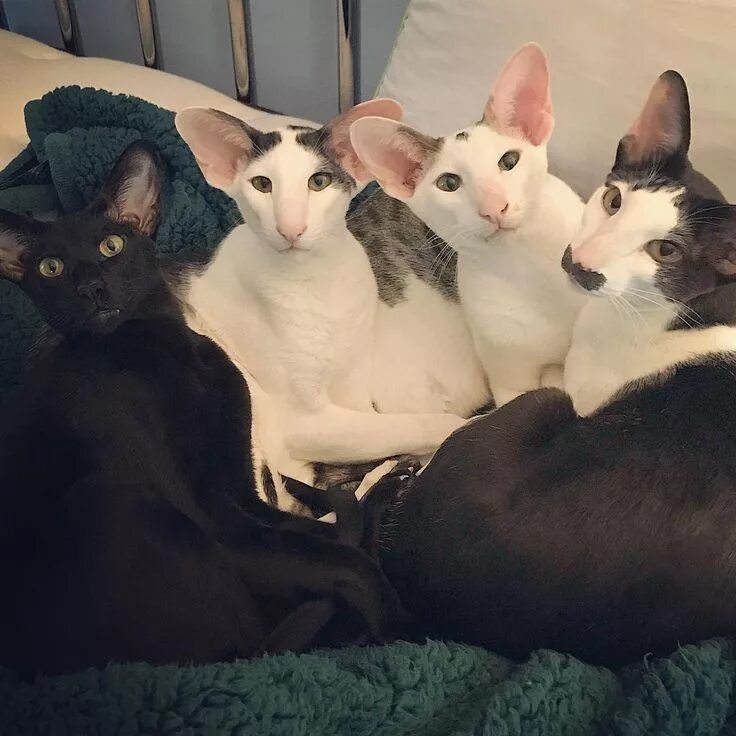 Коты грузины фото как называется Pin by инна on кошки и собаки породистые знаменитые Beautiful cats, Silly cats, 