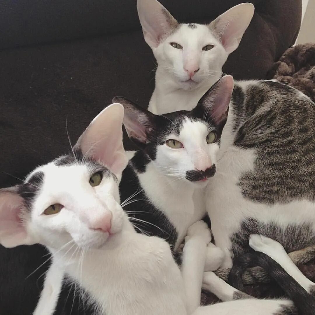 Коты грузины фото как называется Pin on Kitties