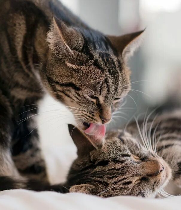 Коты и кошечки фото Wake up, my sugar plum Cats, Cat love, Kitten love