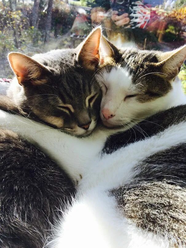 Коты и кошечки фото 114 Cats Ready For Valentine’s Day Cats, Funny animals, Crazy cats