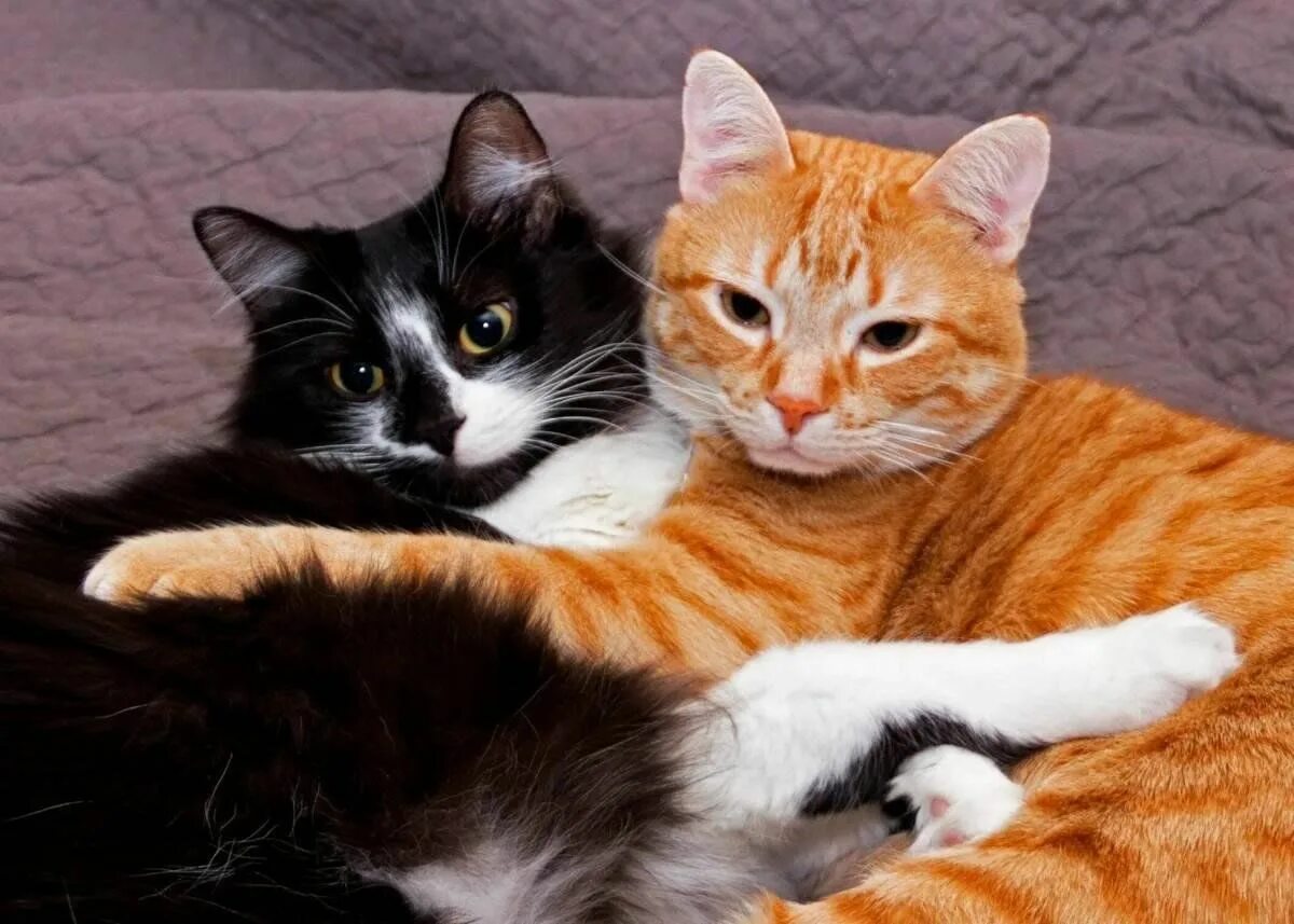 Коты и кошечки фото Познавательно - игровой час "Всего понемножку о котах и кошках" 2024, Угличский 