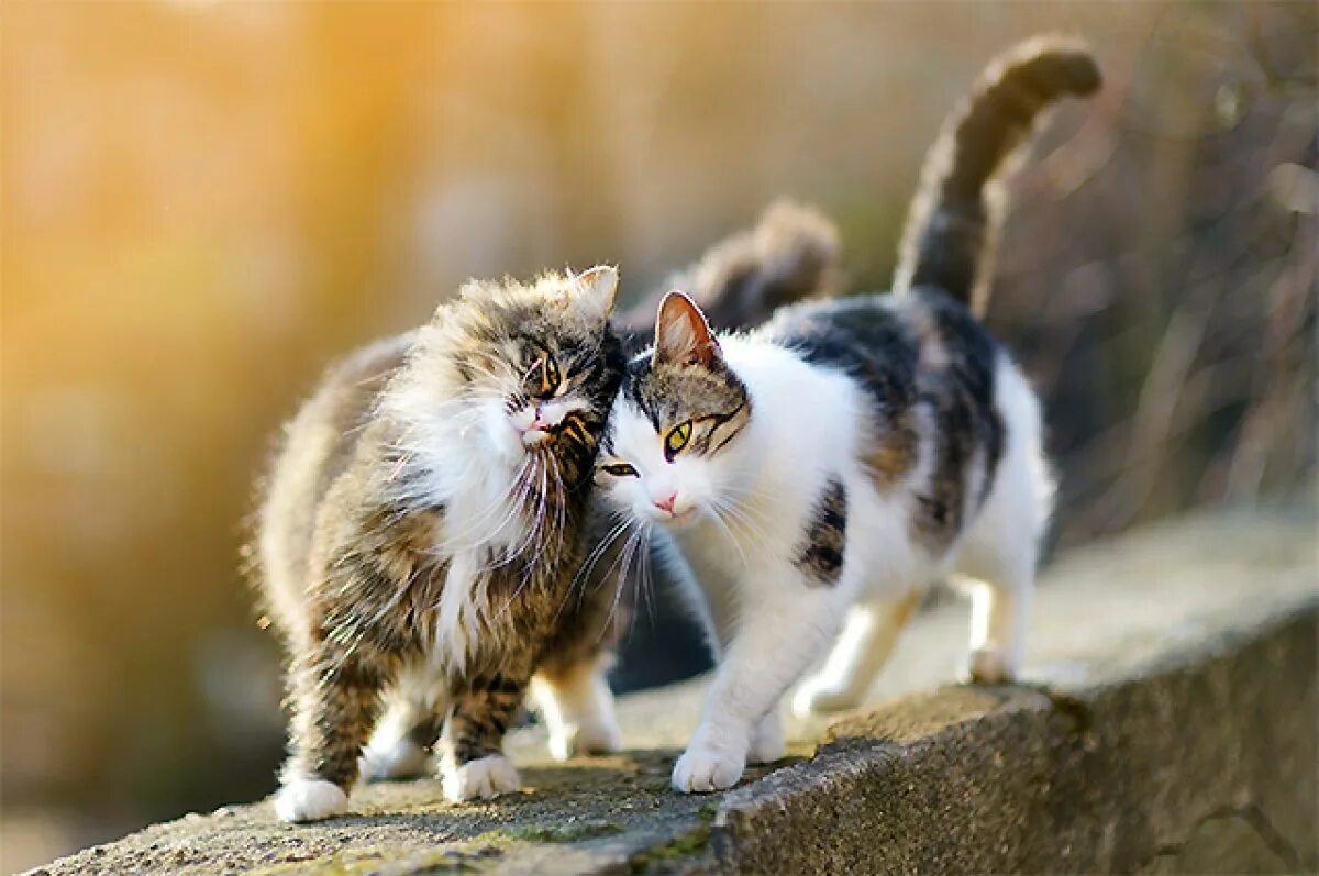 Коты и кошечки фото Мартовские коты. Как помочь питомцам спокойно пережить сезон любви Аргументы и Ф