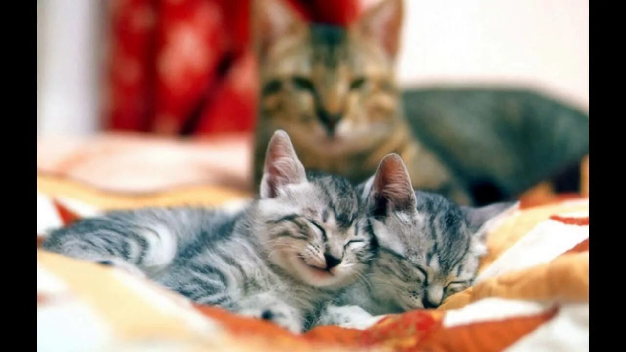Коты и кошечки фото Вы престовляете на сколько мама кошка любит своих котят - YouTube