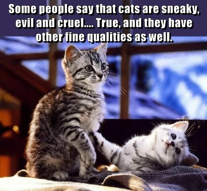Коты и кошечки фото Some people say... Funny cat memes, Funny cat photos, Cat memes