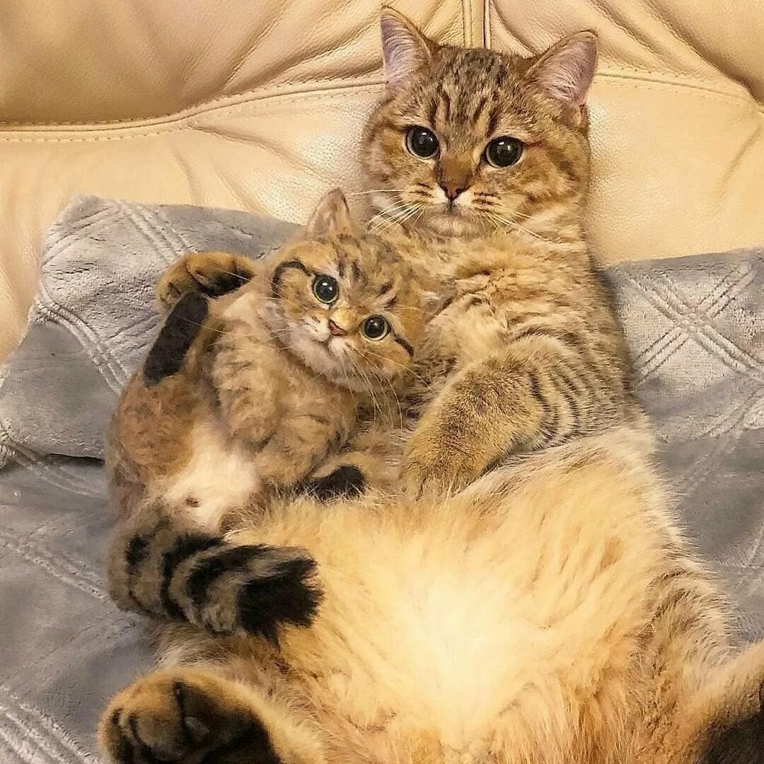 Коты и кошечки фото Кошки - мамочки. 100 % МИЛОТЫ! Рукодельная Лавка Ольги Суховой Дзен