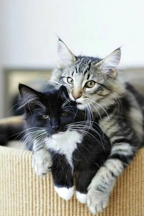 Коты и кошечки фото Идеи на тему "Короткие прически" (13) прически, модные короткие стрижки, коротки