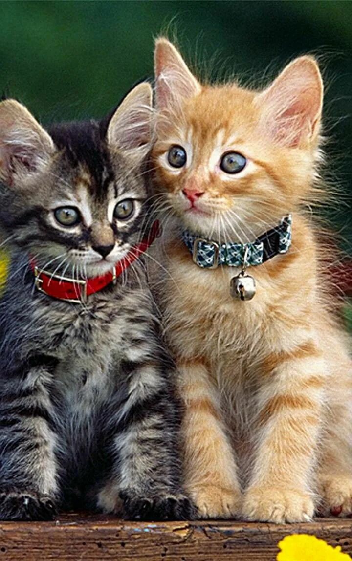Коты и кошечки фото Pin on CAN DOSTLARIMMM ;) Cats, Cat wallpaper, Cats and kittens