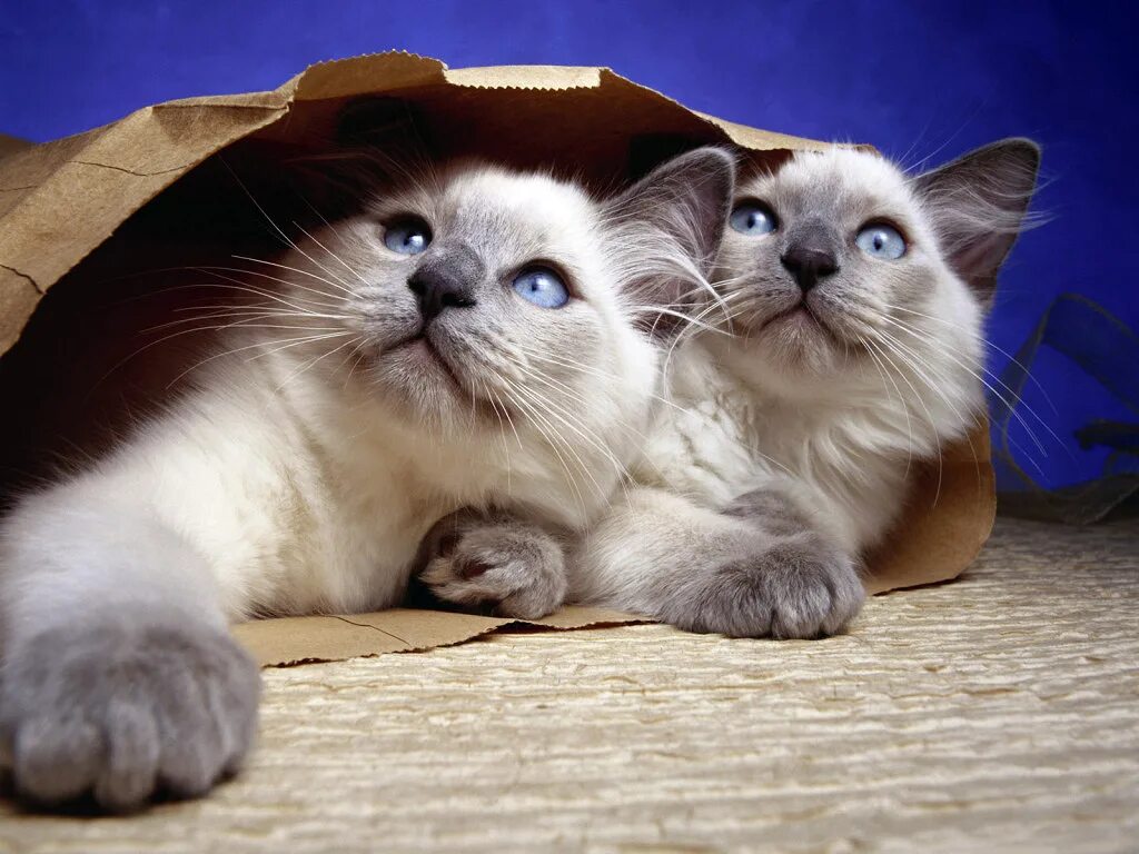 Коты и кошечки фото Кот-в-мешке монетный Российский Юбилейный в дар (Санкт-Петербург). Дарудар