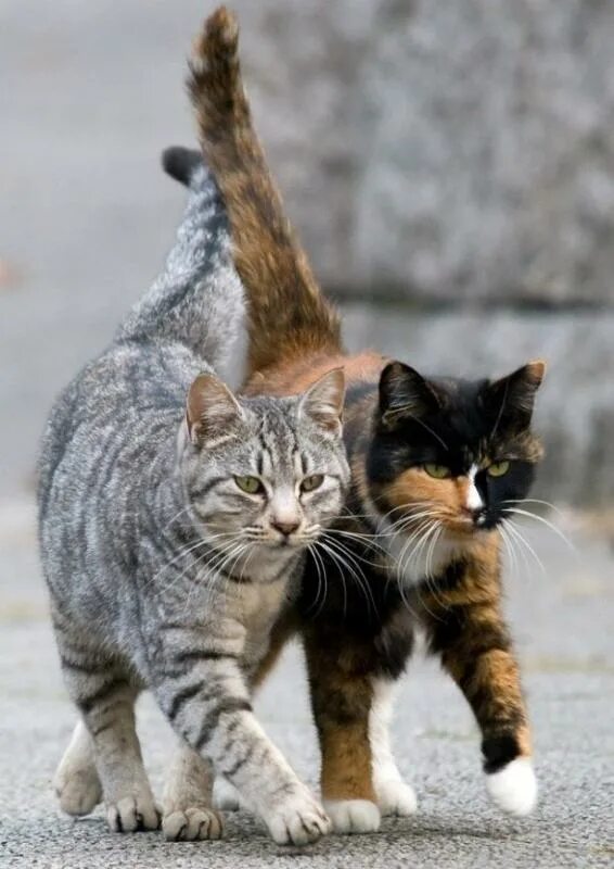 Коты и кошечки фото Один мой друг подбирает бездомных кошек Блог Amorem