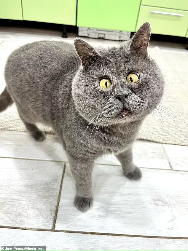 Коты из ростова фото Кот Федя стал кумиром 313 тысяч подписчиков. Чем удивил? - Видео Telegraf - Ново