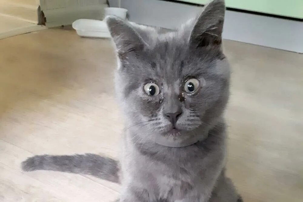 Коты из ростова фото "Удивленный" кот Федя из Ростова покорил соцсети и зарубежные СМИ - Российская г